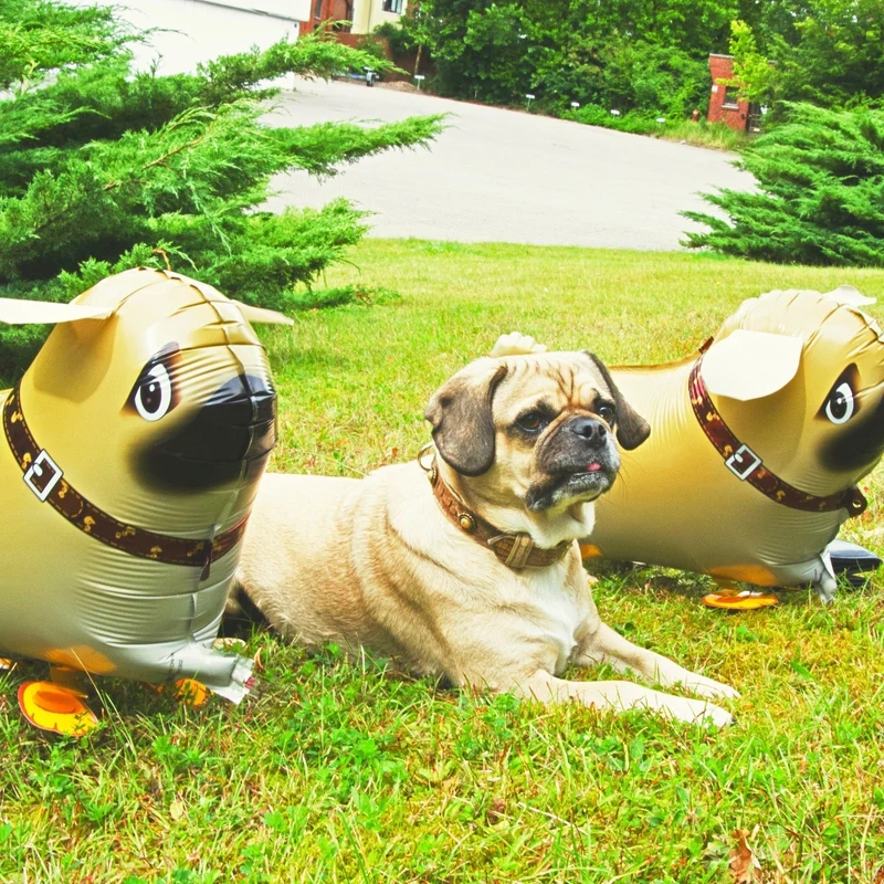 Heliumballon-Geschenk Airwalker Mops
