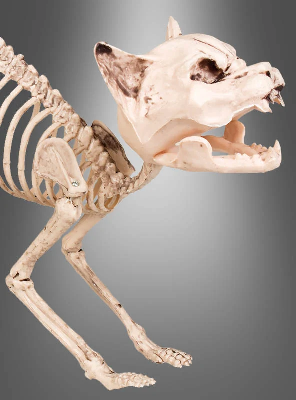 Halloween Skelett Katze