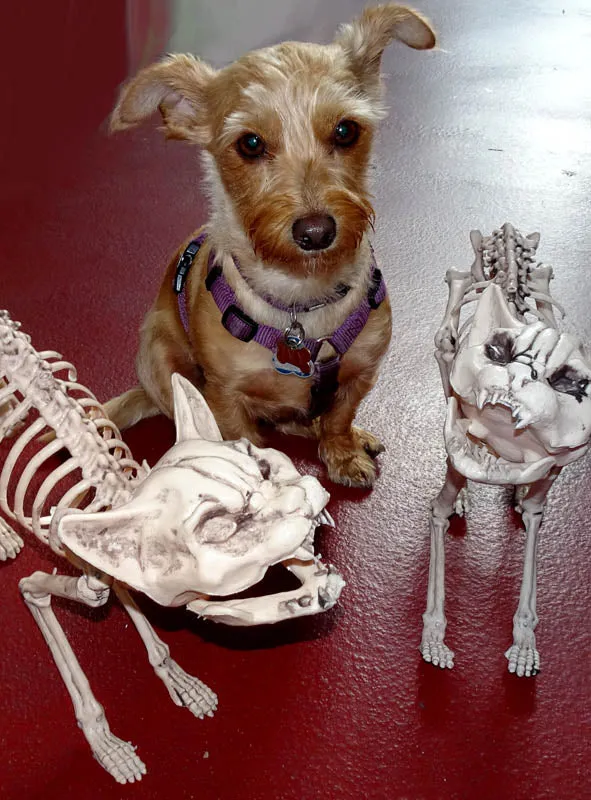 Halloween Skelett Katze