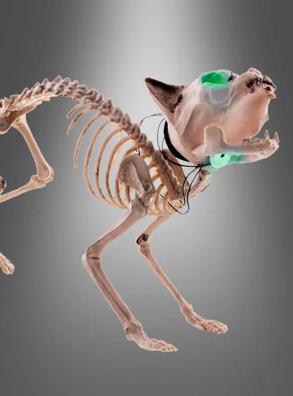 Halloween Skelett Katze