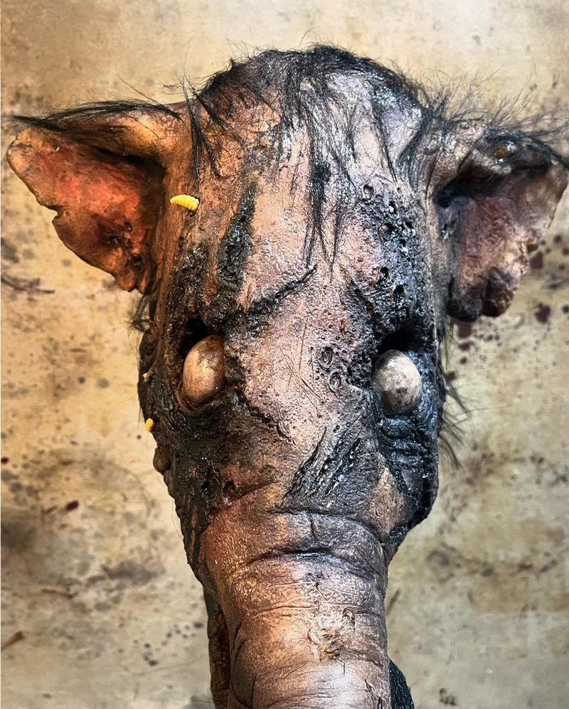 Verwesende Kadaver Schweine Maske