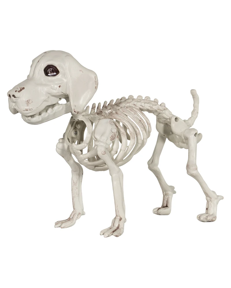 Labrador Hundeskelett als Halloween Deko 28cm