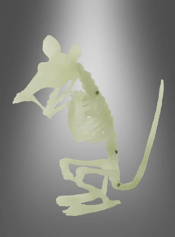 Skeletttiere Halloween nachtleuchtend