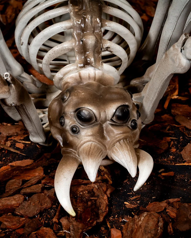 Gigantische Skelett Spinne als Halloween Deko 82cm