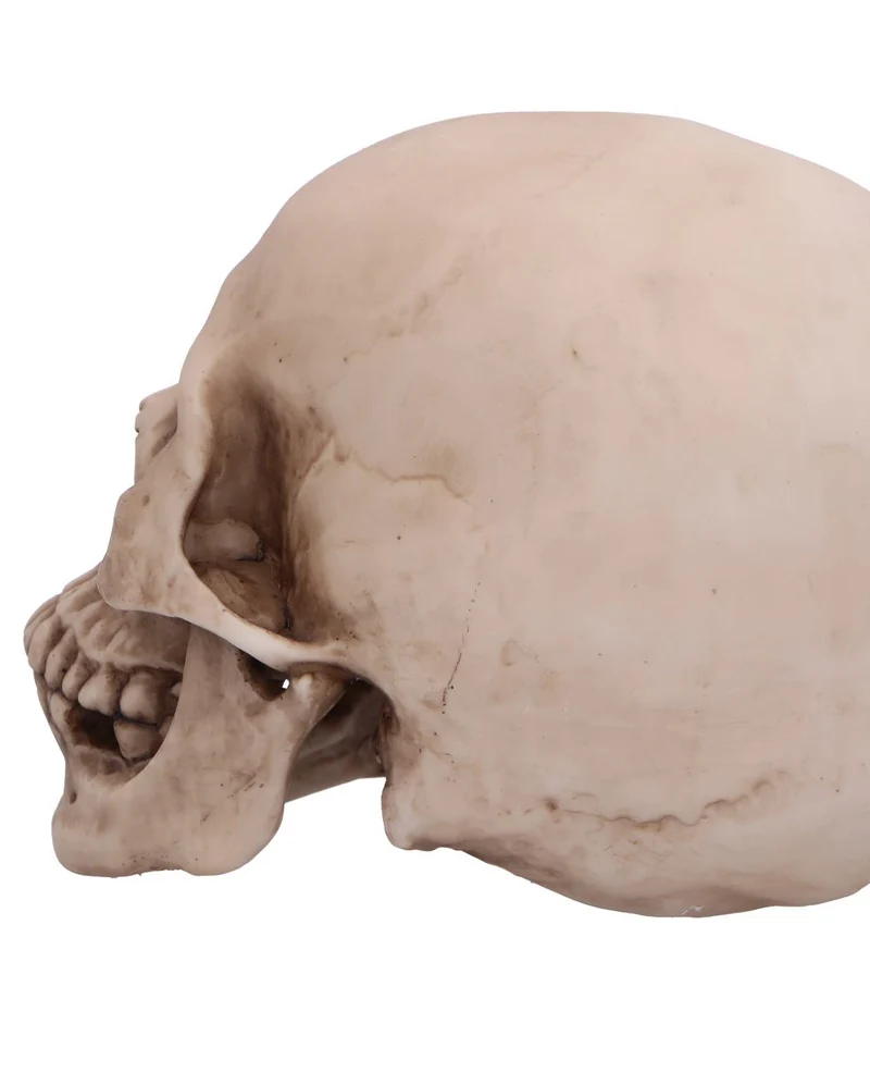 Craniology Totenkopf 16cm