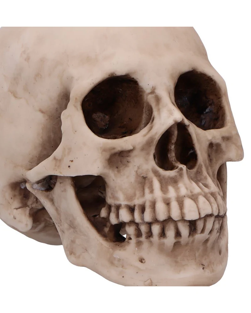 Craniology Totenkopf 16cm