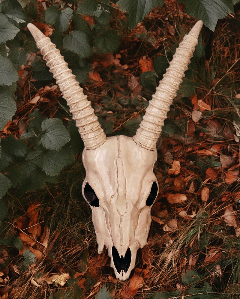 Skelettschädel einer Gazelle 46cm