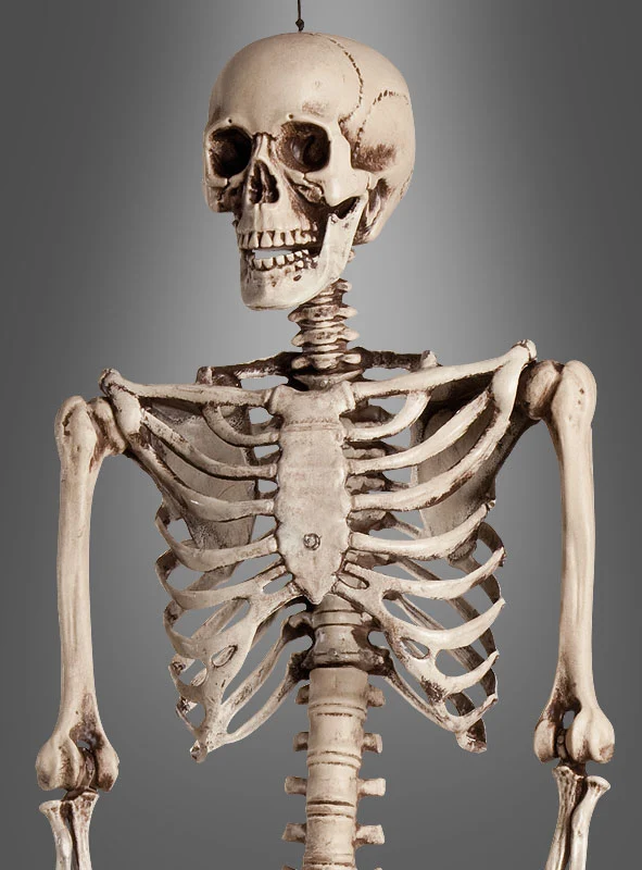 Lebensgroßer Skelett Mensch 160cm verstellbar