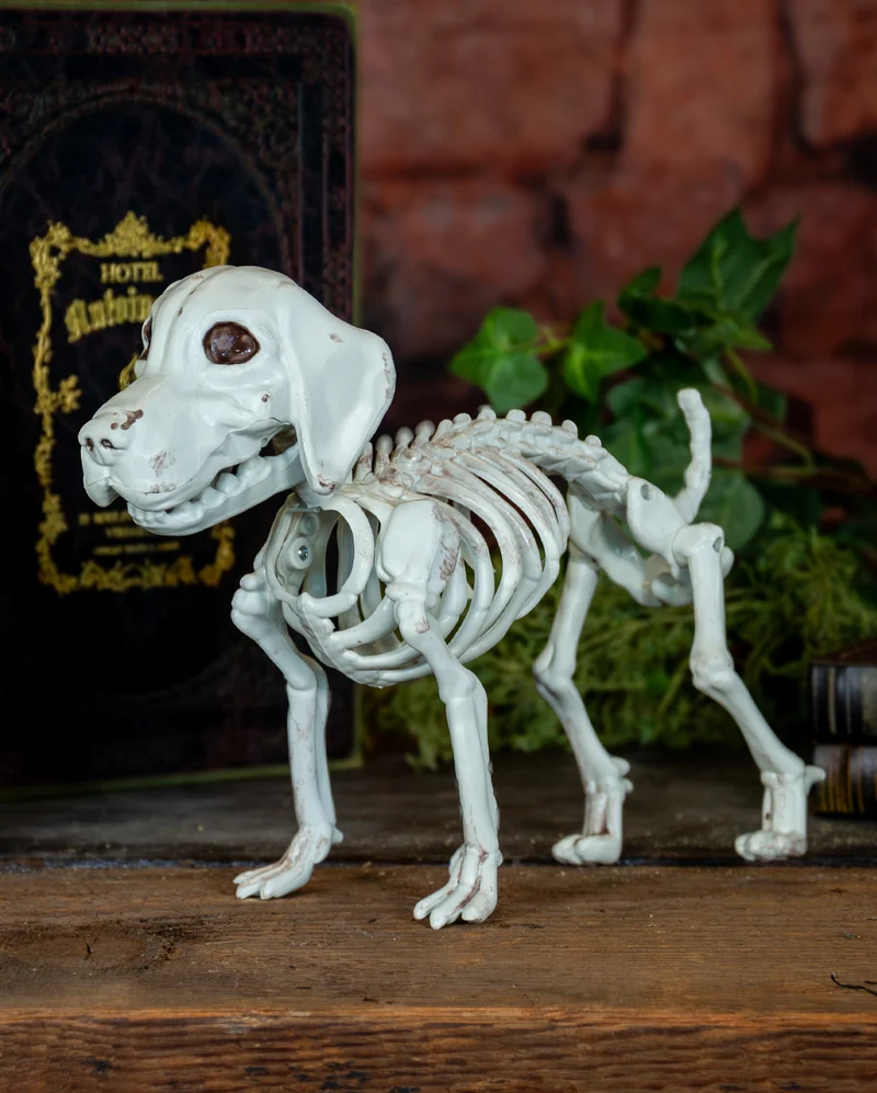 Labrador Hundeskelett als Skelett Deko 25cm