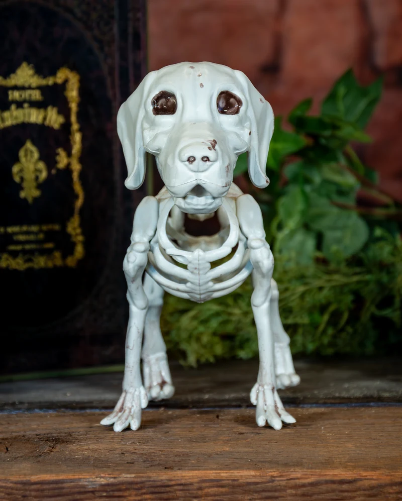 Labrador Hundeskelett als Skelett Deko 25cm