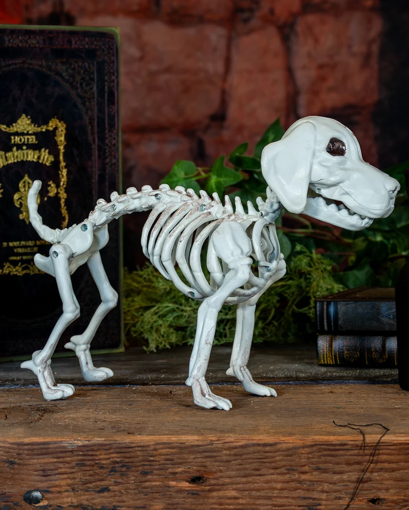 Labrador Hundeskelett als Skelett Deko 25cm