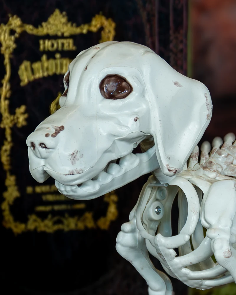 Labrador Hundeskelett als Skelett Deko 25cm