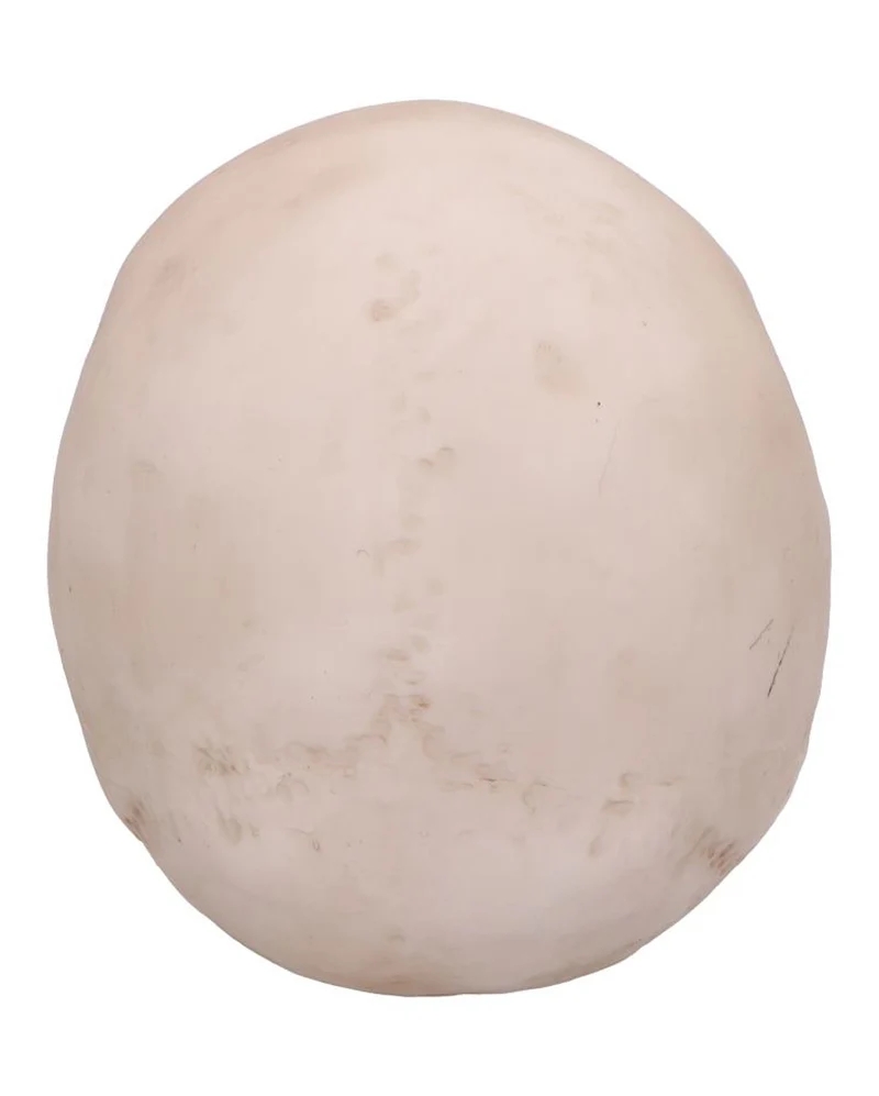 Craniology Totenschädel 16cm