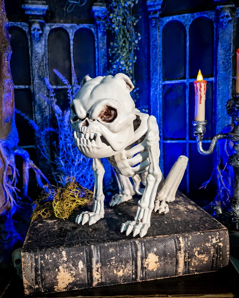 Bulldogge Hunde Gerippe als Halloween Deko