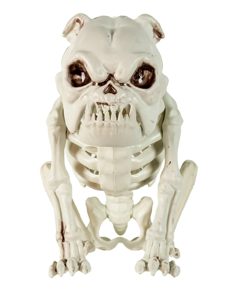 Bulldogge Hunde Gerippe als Halloween Deko