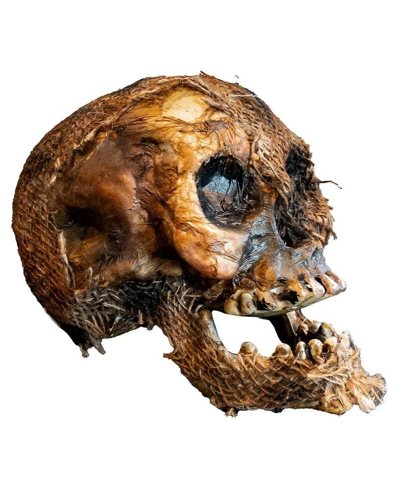 Vermoderter Totenkopf mit offenem Kiefer 22cm