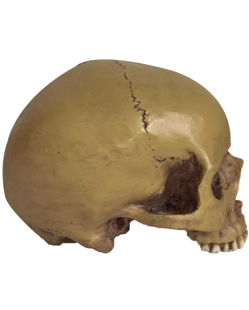Antiker Totenkopf ohne Unterkiefer 19cm