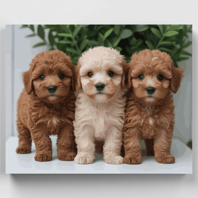 Adorable Poodle Puppies Trio - Paint by Numbers Kit