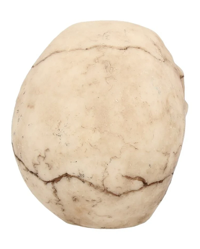Kleiner Grinsender Totenschädel 12cm