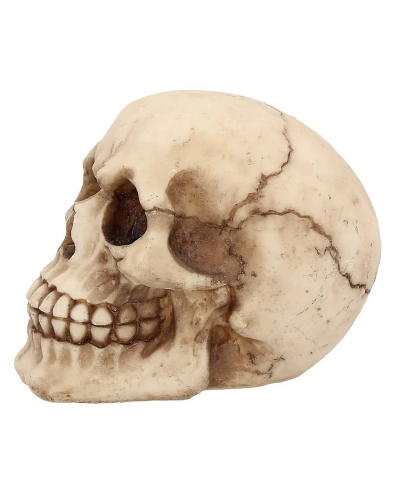 Kleiner Grinsender Totenschädel 12cm