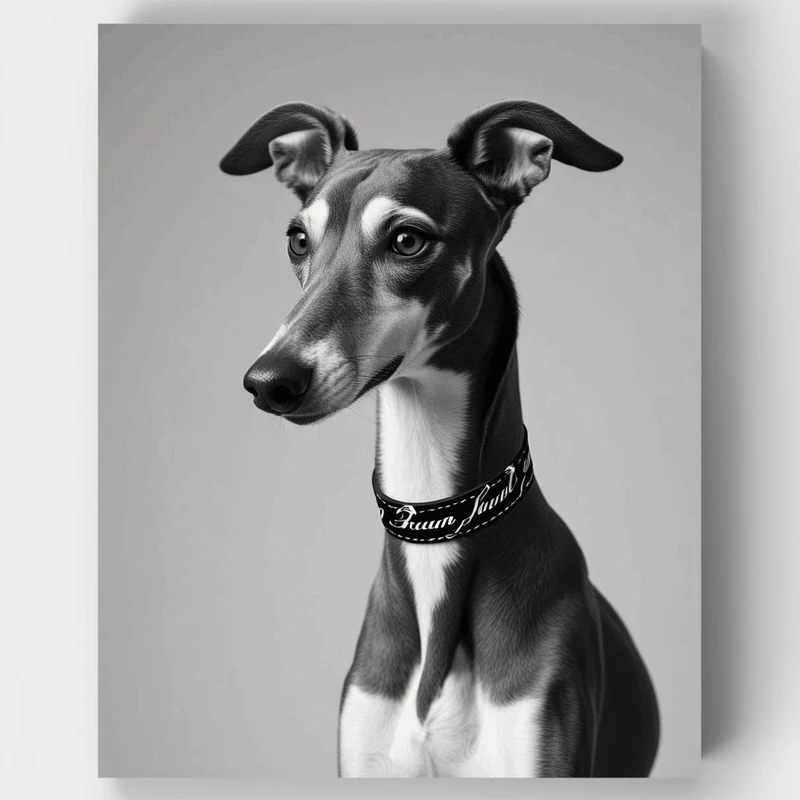 Elegant Greyhound in Embroidered Collar - Paint by Numbers Kit