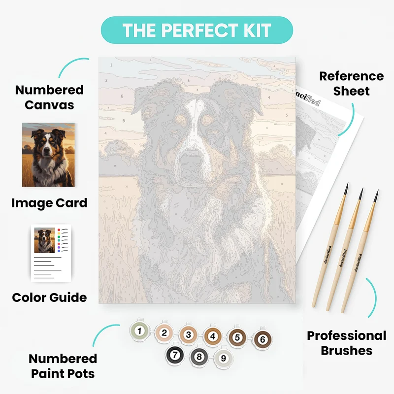Australian Shepherd in Golden Field - Paint by Numbers Kit