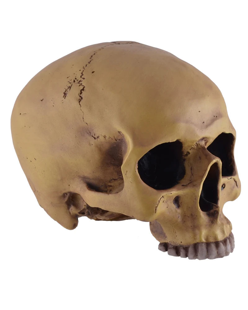 Antiker Totenschädel ohne Unterkiefer 19cm