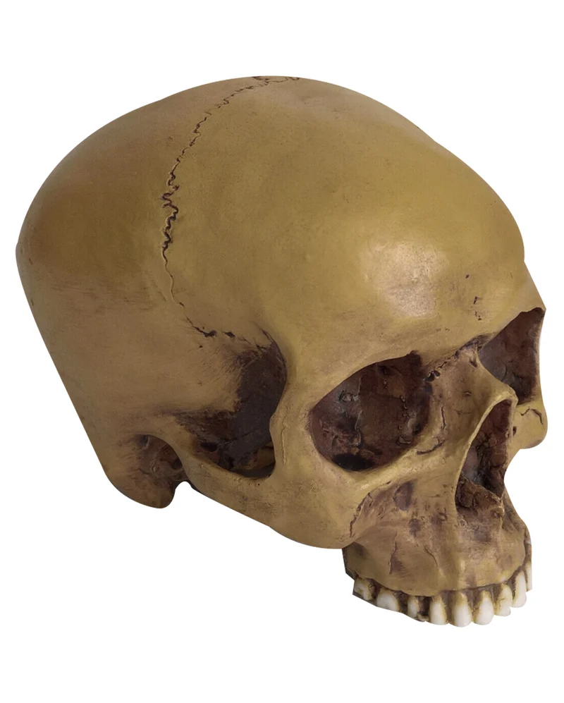 Antiker Totenschädel ohne Unterkiefer 19cm