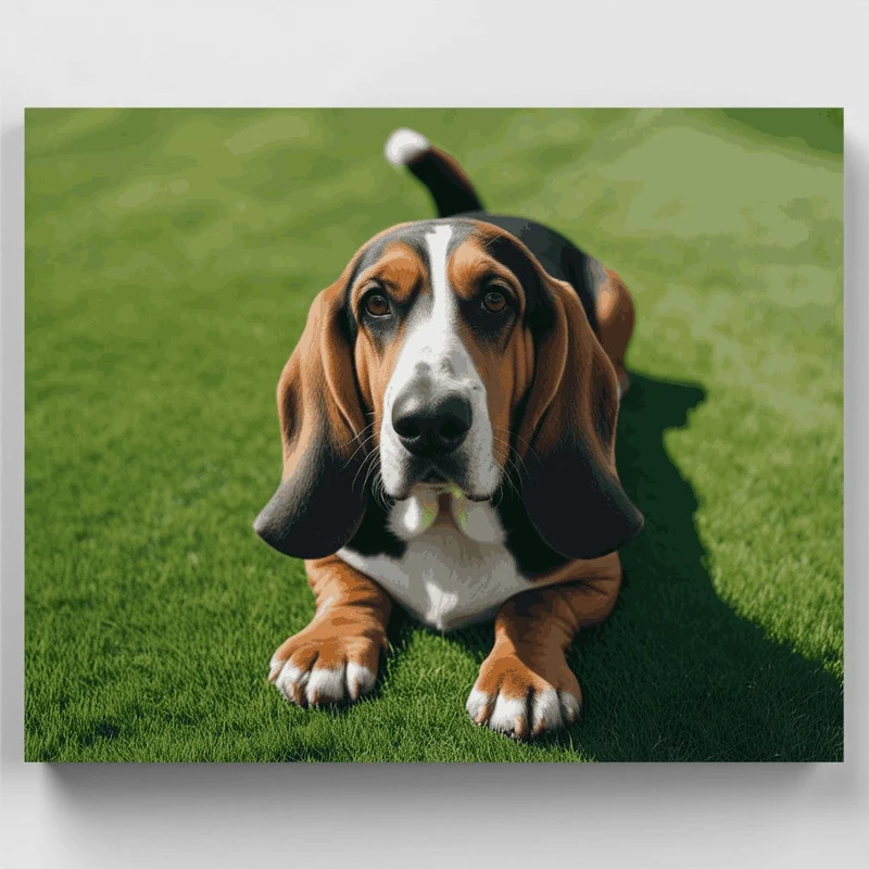 Basset Hound on Green Grass - Paint by Numbers Kit