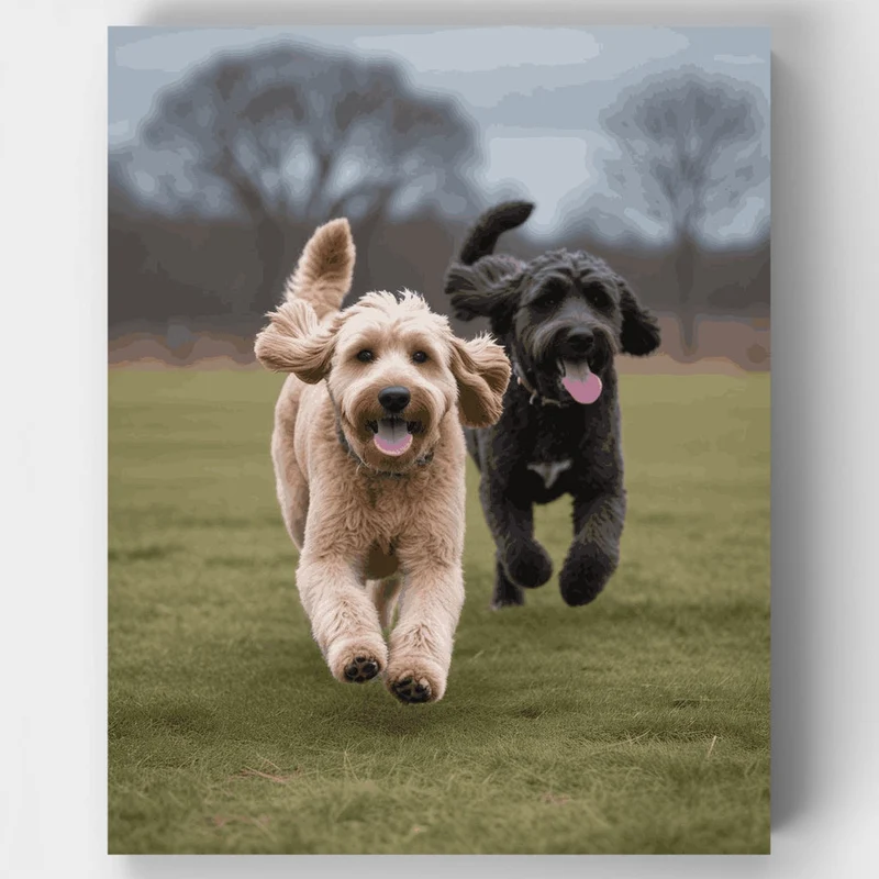 Two Playful Labradoodles Running - Paint by Numbers Kit