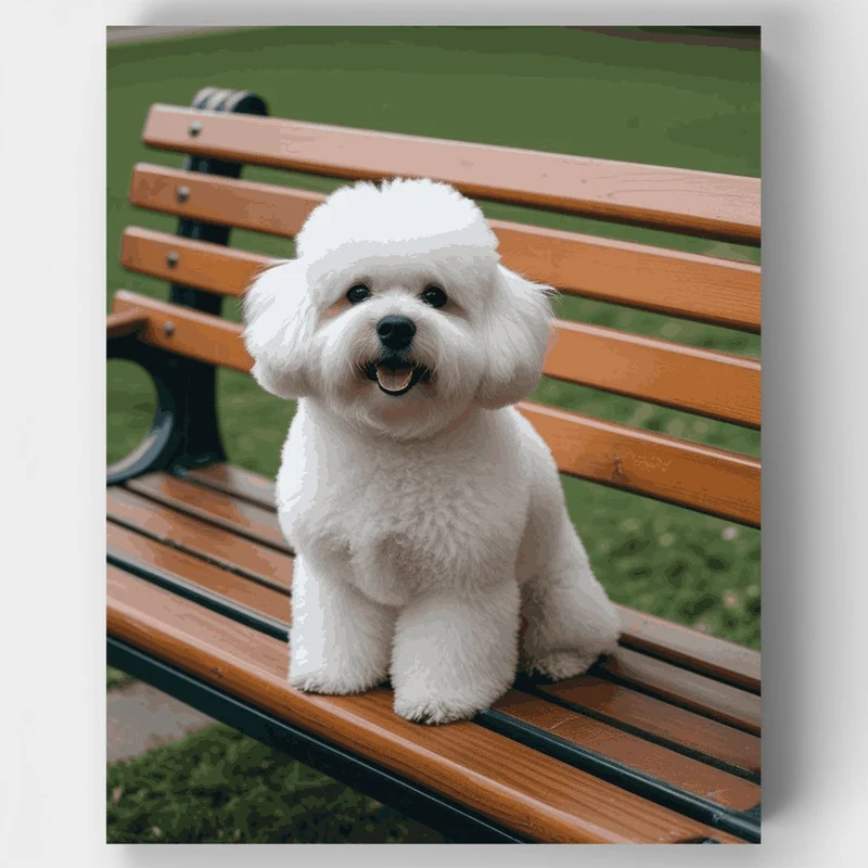 Fluffy Bichon Frise on Park Bench - Paint by Numbers Kit