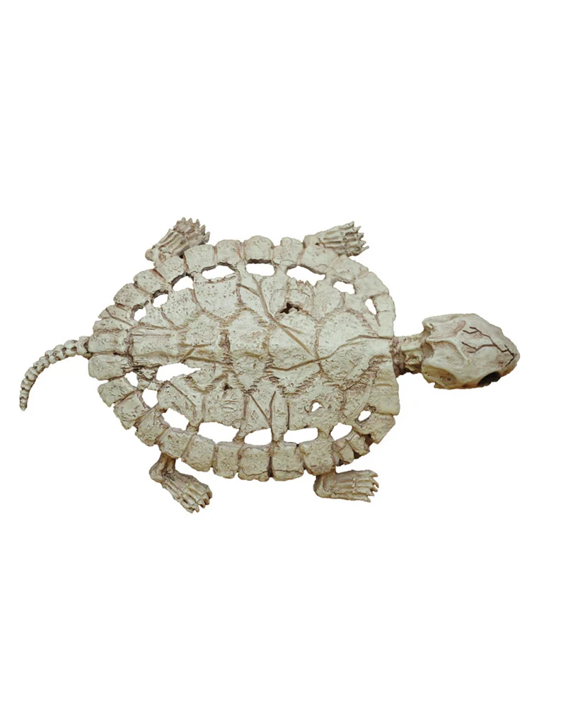 Schildkröten Skelett