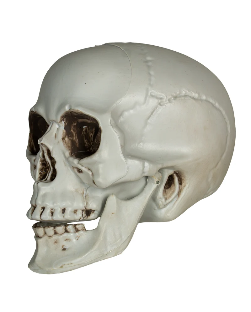 Totenkopf mit beweglichem Unterkiefer