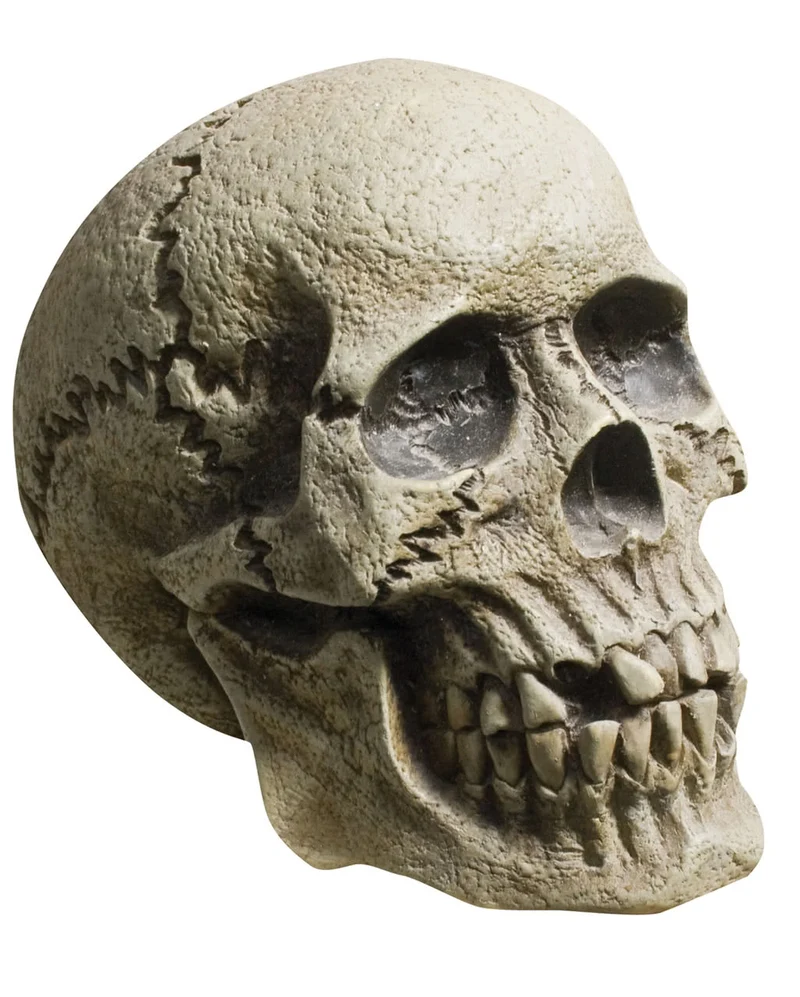 Rotting Skull Totenschädel