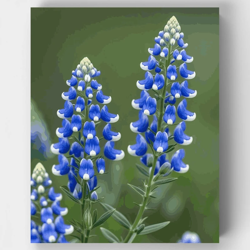Texas Bluebonnet Wildflower Spikes - Paint by Numbers Kit